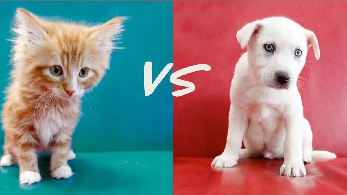 Cat Diary vs Dog Diary: A Comprehensive Comparison