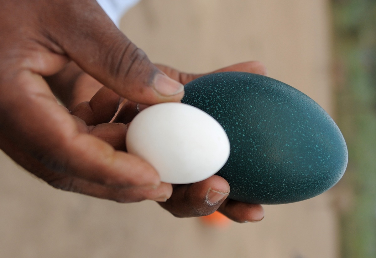 What Are the Benefits of Eating Emu Eggs?