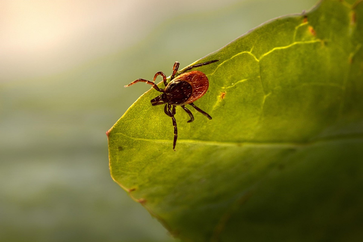 Do Ticks Die In The Winter?